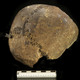 A bronze arrowhead still embedded within a skull found at the Tollense site.